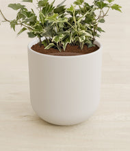 Load image into Gallery viewer, Natural Bamboo stand:all
