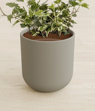 Load image into Gallery viewer, Sage Green stand:all
