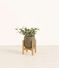 Charger l'image dans la galerie, Olive stand:light

