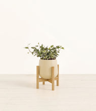 Charger l'image dans la galerie, Almond Green stand:light
