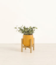 Charger l'image dans la galerie, Mustard stand:light
