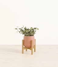 Charger l'image dans la galerie, Calm Rose stand:light
