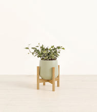 Charger l'image dans la galerie, Turquoise stand:light
