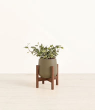 Charger l'image dans la galerie, Olive stand:dark

