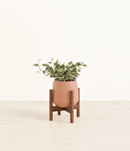 Charger l'image dans la galerie, Calm Rose stand:dark
