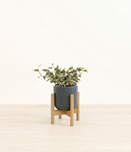 Charger l'image dans la galerie, Iron Gray stand:light
