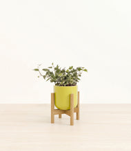 Charger l'image dans la galerie, Key Lime Yellow stand:light

