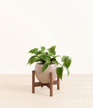 Load image into Gallery viewer, Desert Brown stand:walnut
