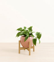 Load image into Gallery viewer, Calm Rose stand:bamboo

