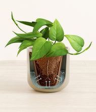 Load image into Gallery viewer, Sage Green stand:all
