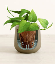 Load image into Gallery viewer, Olive stand:all
