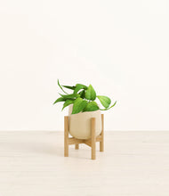 Load image into Gallery viewer, Almond Green stand:bamboo
