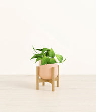 Load image into Gallery viewer, Gentle Pink stand:bamboo
