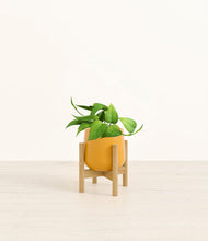 Load image into Gallery viewer, Mustard stand:bamboo
