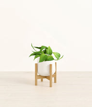 Load image into Gallery viewer, White stand:bamboo
