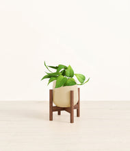 Load image into Gallery viewer, Almond Green stand:walnut
