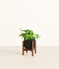 Load image into Gallery viewer, Black stand:walnut
