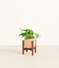 Load image into Gallery viewer, Gentle Pink stand:walnut
