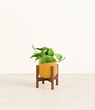 Load image into Gallery viewer, Mustard stand:walnut
