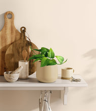 Load image into Gallery viewer, Almond Green
