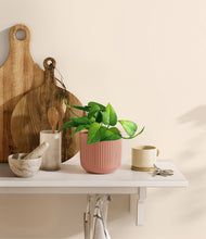 Load image into Gallery viewer, Striped Rose Pink
