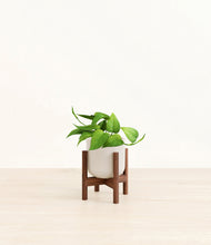 Load image into Gallery viewer, Snowdrift White stand:walnut
