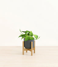 Load image into Gallery viewer, Iron Gray stand:bamboo
