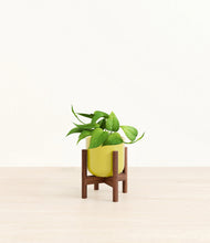 Load image into Gallery viewer, Key Lime Yellow stand:walnut

