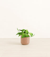 Load image into Gallery viewer, Hammered Peach Pink*****Profile
