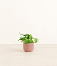 Load image into Gallery viewer, Striped Rose Pink*****Profile
