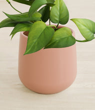 Load image into Gallery viewer, Calm Rose stand:all
