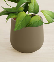 Load image into Gallery viewer, Olive stand:all
