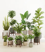 Load image into Gallery viewer, Woodland stand:five_stands
