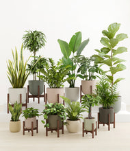 Load image into Gallery viewer, Woodland stand:eight_stands
