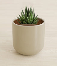 Load image into Gallery viewer, Sage Green stand:all
