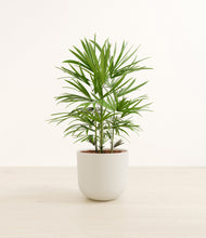 Load image into Gallery viewer, Natural Bamboo*****Profile
