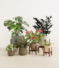 Lade das Bild in den Galerie-Viewer, Woodland stand:four_stands
