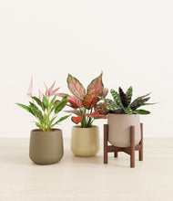 Load image into Gallery viewer, Woodland stand:one_stand
