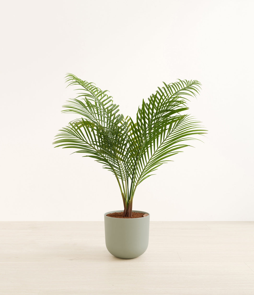 Sage Green*****Profile