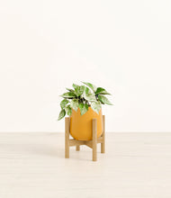 Load image into Gallery viewer, Mustard stand:bamboo
