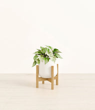 Load image into Gallery viewer, White stand:bamboo

