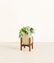 Load image into Gallery viewer, Almond Green stand:walnut
