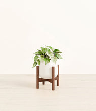 Load image into Gallery viewer, White stand:walnut
