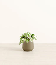 Load image into Gallery viewer, Olive*****Profile

