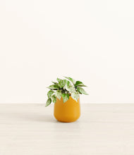 Load image into Gallery viewer, Mustard*****Profile
