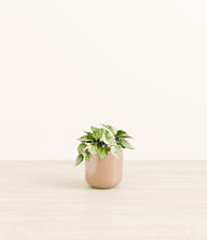 Load image into Gallery viewer, Glossy Pink*****Profile
