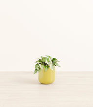 Load image into Gallery viewer, Key Lime Yellow*****Profile
