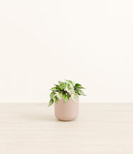 Load image into Gallery viewer, Sandy Pink*****Profile
