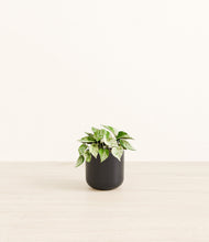 Load image into Gallery viewer, Stone Black*****Profile
