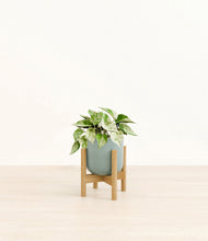 Load image into Gallery viewer, Reactive Aqua stand:bamboo

